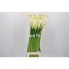 Zantedeschia Eydolls White