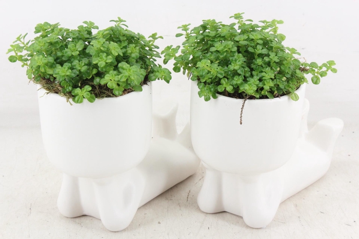 <h4>arr3 SN - Ker. pop liggend L</h4>