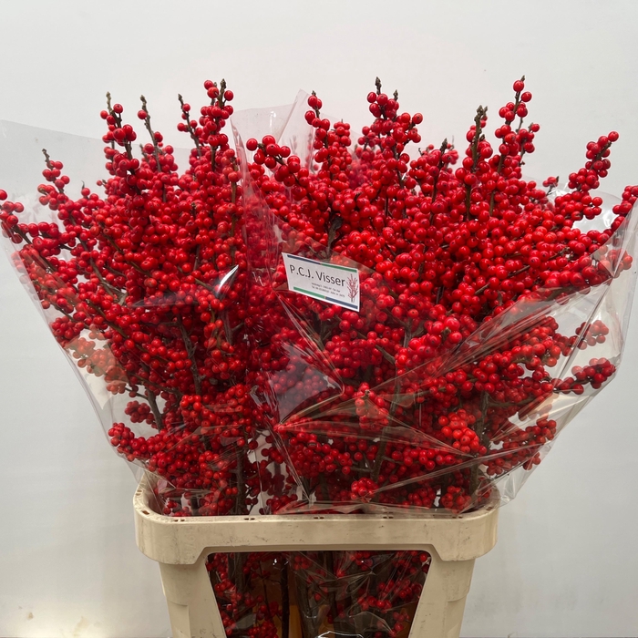 <h4>ILEX VE RODE BES</h4>