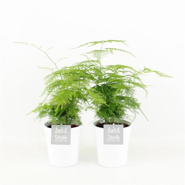<h4>Asparagus in Liv keramiek</h4>