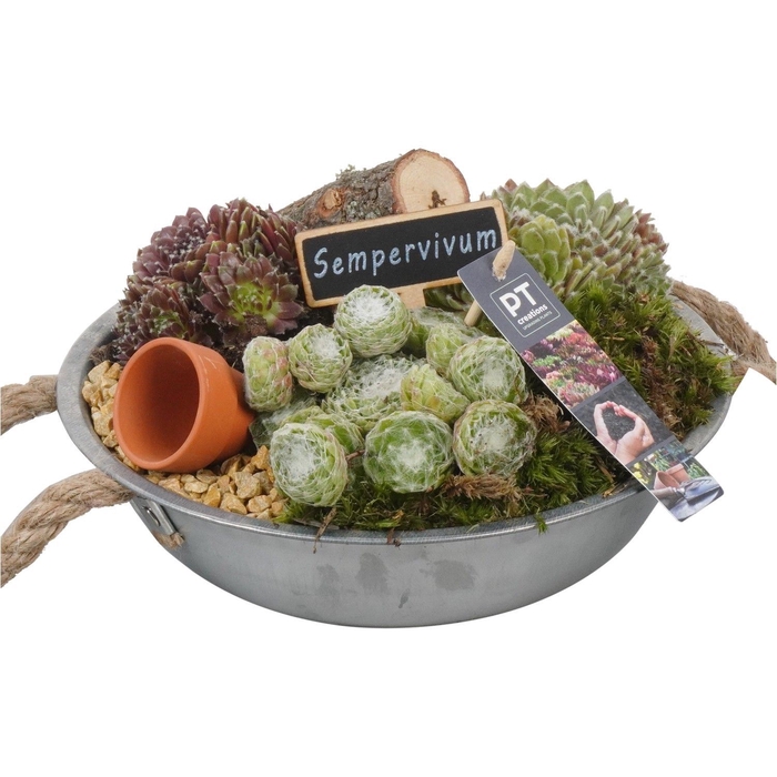 <h4>Arr.  Sempervivum L%</h4>