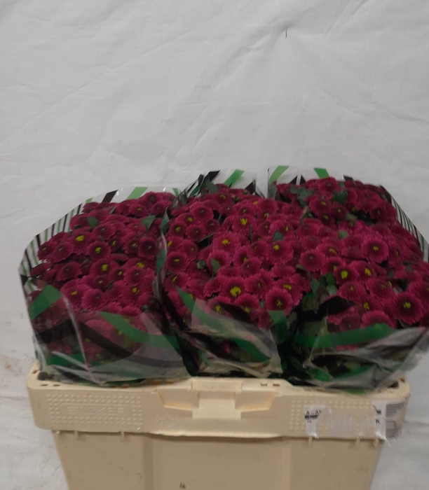 <h4>CHR S AAA PURPETTA</h4>