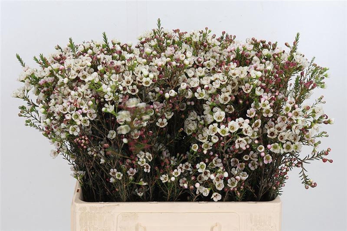 <h4>Chame Mi Liron</h4>