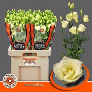 Eus G Rosi Yellow (NL),(10)