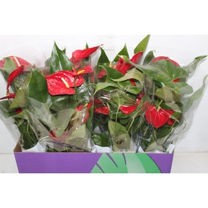 ANTHURIUM NEVADA P15