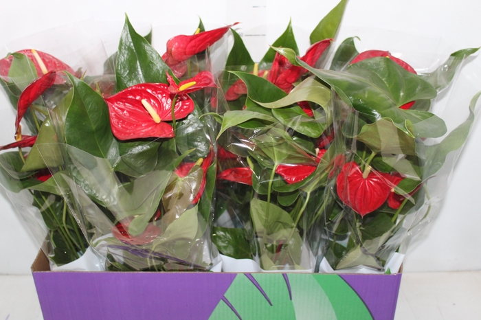 <h4>ANTHURIUM NEVADA P15</h4>