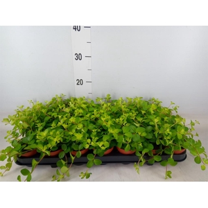 Peperomia rotundifolia