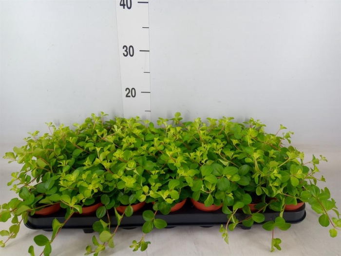 <h4>Peperomia rotundifolia</h4>