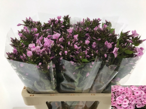 <h4>PHLOX P SWEET LEXY</h4>