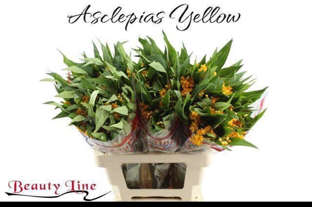 <h4>ASCL C SILKY GOLD</h4>