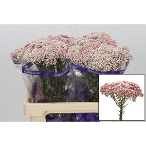 OZOTH COOKS TALL PIN