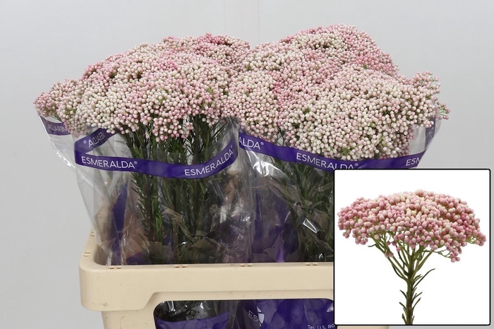 <h4>OZOTH COOKS TALL PIN</h4>