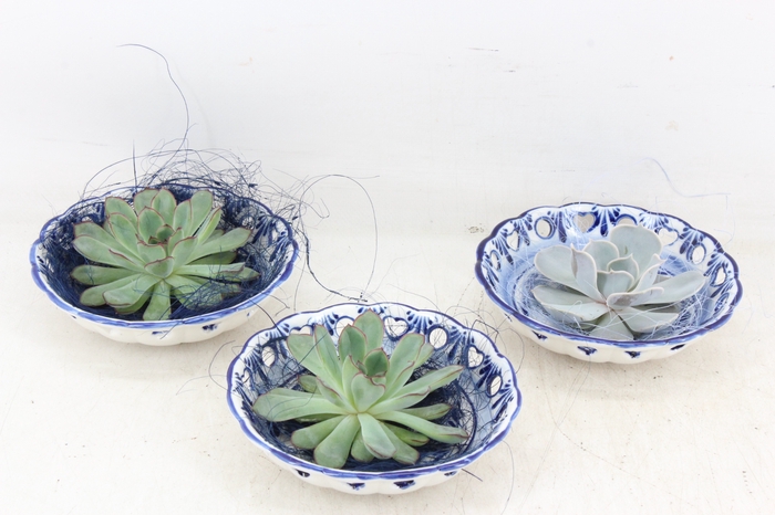 <h4>arr3 Demi - Delft blauw schaaltje x6</h4>