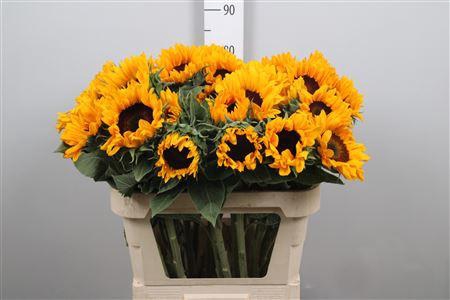 <h4>Heli Sunrich Orange</h4>