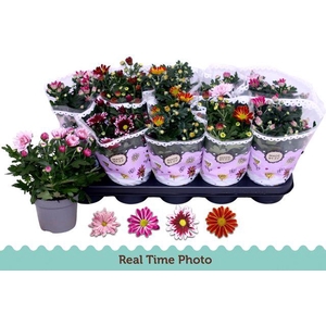 CHRYS GEM 2 KL BLOEM