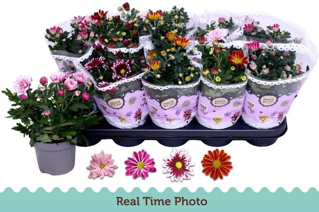 <h4>CHRYS GEM 2 KL BLOEM</h4>