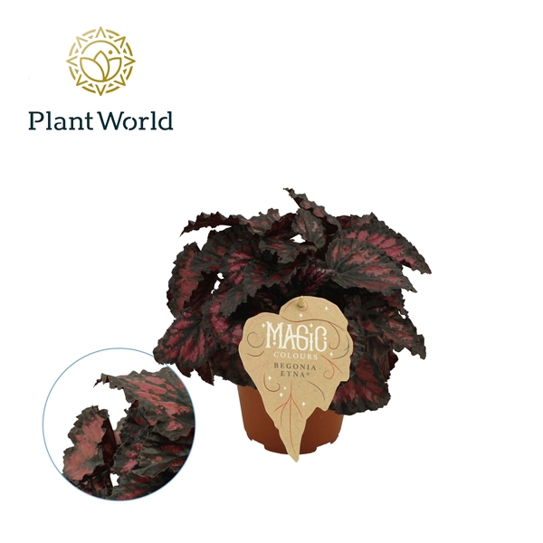 <h4>Begonia rex Etna</h4>