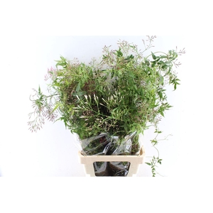 Jasmine 100 Gram