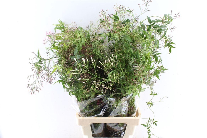 <h4>Jasmine 100 Gram</h4>