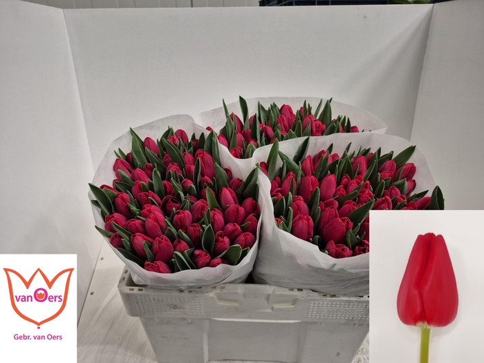 <h4>TU EN ILE DE FRANCE</h4>