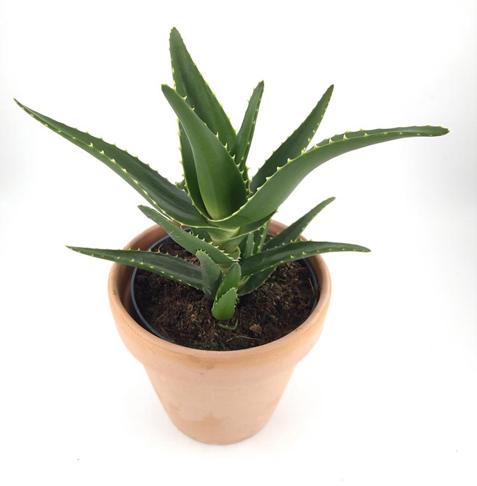 ALOE VERA P13,5 STENEN POT