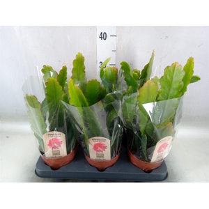 Epiphyllum   ...
