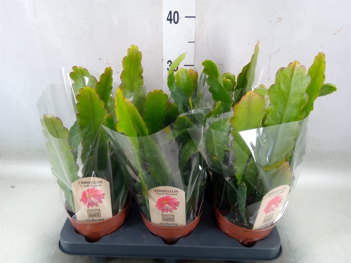 <h4>Epiphyllum   ...</h4>