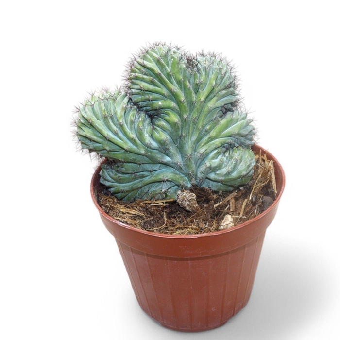 <h4>POLASKIA CHICHIPE</h4>
