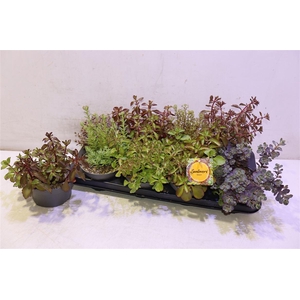 Sedum Gem