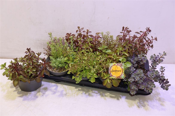 <h4>Sedum Gem</h4>
