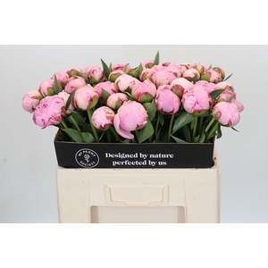 Paeonia Sarah Bernhardt