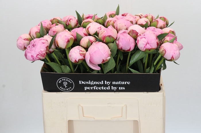 <h4>Paeonia Sarah Bernhardt</h4>