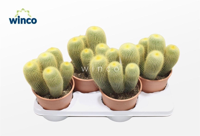 <h4>CACTUS OV</h4>