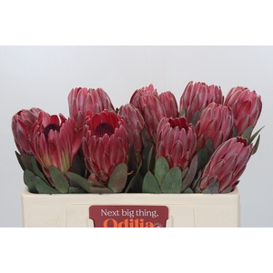 Protea Sharon