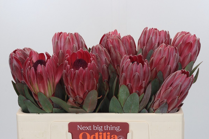 <h4>Protea Sharon</h4>