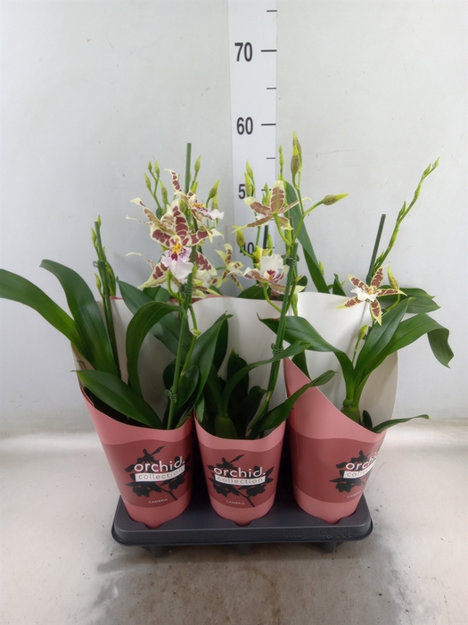 <h4>Aliceara  'Renaissance White'</h4>