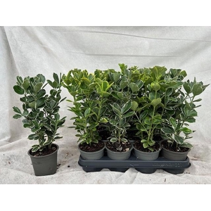 EUONYMUS JAP GEM