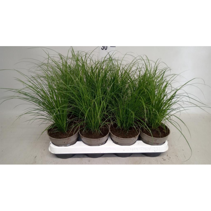 <h4>Carex brunnea</h4>