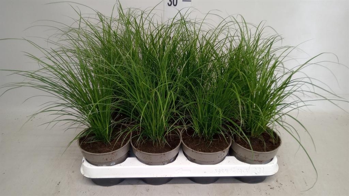 <h4>Carex brunnea</h4>