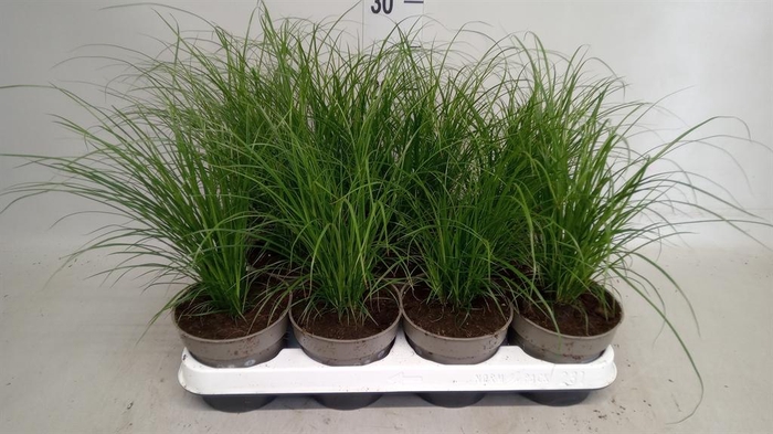 <h4>Carex brunnea</h4>