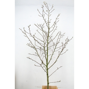 MAGNOLIA STER WIT PER STEM 200CM