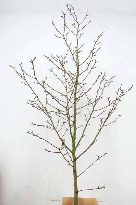 <h4>MAGNOLIA STER WIT PER STEM 200CM</h4>