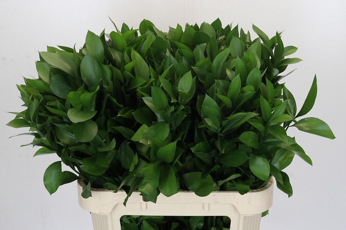 <h4>RUSCUS HYPOPHYLLUM</h4>