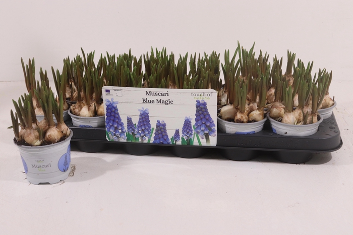 <h4>MUSCAR BLUE MAGIC</h4>