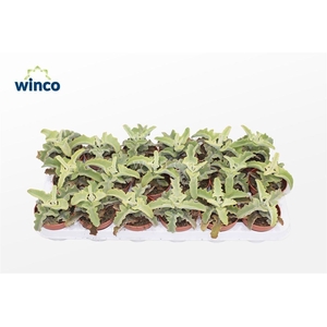 Kalanchoe Maltese Cross