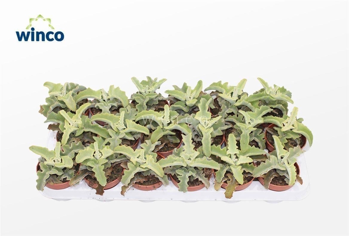 <h4>Kalanchoe Maltese Cross</h4>