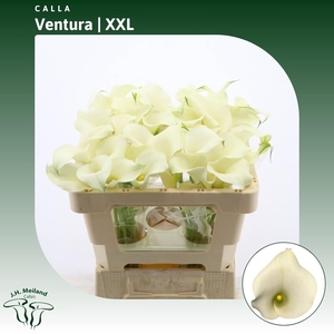 Calla Ventura | XXL