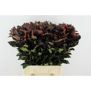 PHOTINIA VULCANO PER STEM