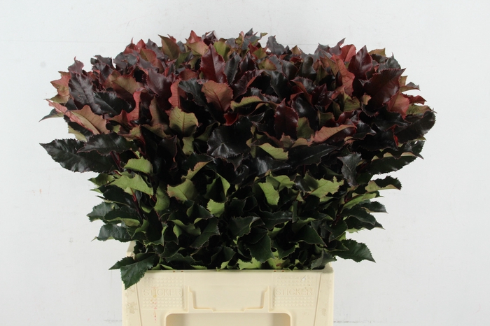 <h4>PHOTINIA VULCANO PER STEM</h4>
