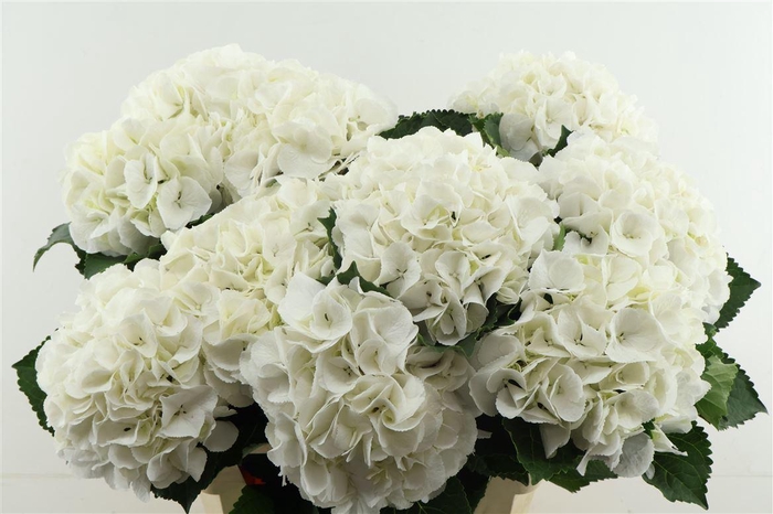 <h4>Hydr M Schneeball 80-21</h4>